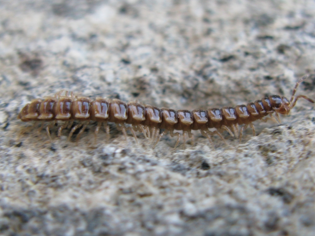 Oxidus sp. (Diplopoda - Polydesmida - Paradoxosomatidae)